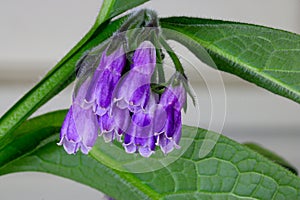 Comfrey Herb Blossom Bunch 02