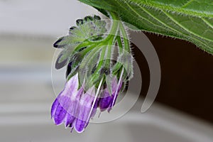 Comfrey Herb Blossoms Budding 05