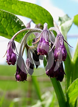 Comfrey blossoms bunch