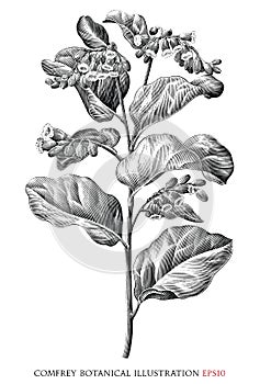 Comfrey botanical vintage illustration black and white clip art
