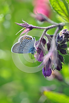 Comfrey with butterfly