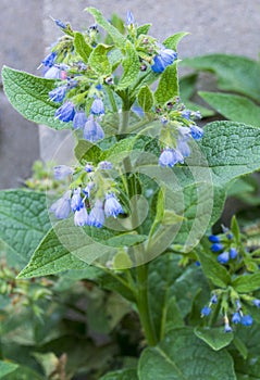 Comfrey. Comfrey Symphytum officinale. flowers of a used in or