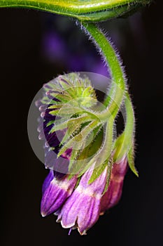Comfrey Flower Blossom Budding 03