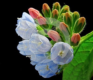 Comfrey flower closeup