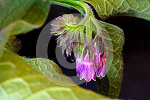 Comfrey Purple Flower Curl 01
