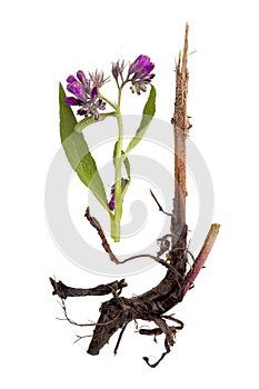 Comfrey flower with root isolated.