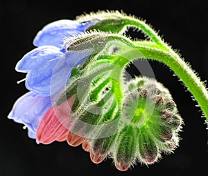 Comfrey flowers close-up