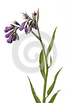 Comfrey flowers with leaves