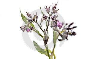 Comfrey flowers with leaves