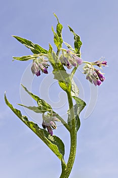 Comfrey flowers with leaves