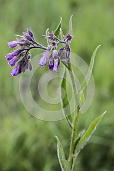 Comfrey flowers with leaves