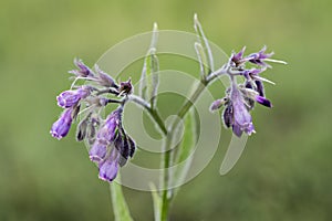 Comfrey flowers with leaves