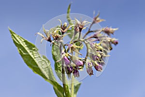 Comfrey flowers with leaves