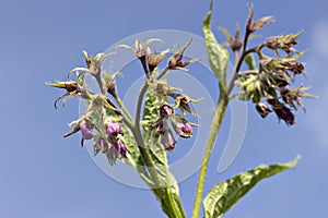 Comfrey flowers with leaves