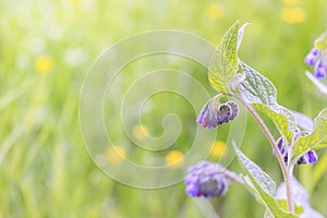comfrey flowers, lungwort, blue bells in green grass in the light of the sun. close-up