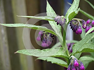 Comfrey in the garden