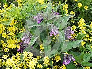 Comfrey grew up among yellow flowers of Euphorbia plants.