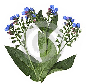 Comfrey herb