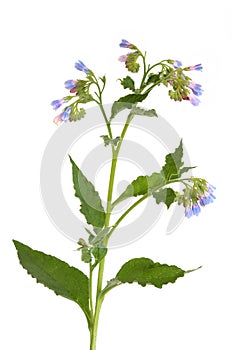 Comfrey Herb with Flowers