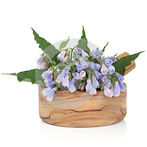 Comfrey Herb Flowers