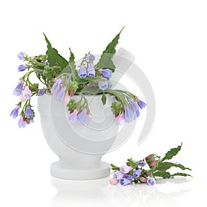 Comfrey Herb Flowers