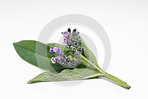 Comfrey herb flowers and leaves