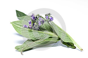 Comfrey herb flowers and leaves