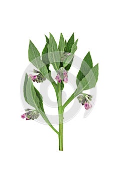 Comfrey Herb Plant with Flowers used in Herbal Medicine