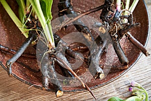 Comfrey or knitbone root on a table