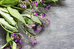 Comfrey medicinal herb