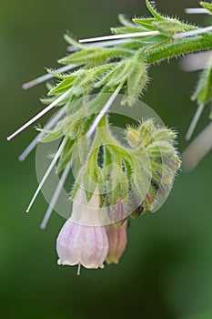 Comfrey, a medicinal herb, growing in the garden