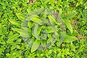 Comfrey, young fresh leaves in spring