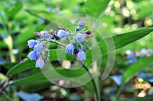 Comfrey is a medicinal plant