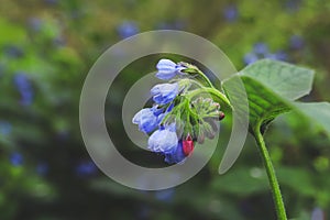 Comfrey medicinal plant Symphytum blooms with blue flowers