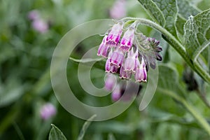Comfrey plant flowering with clusters of blooms