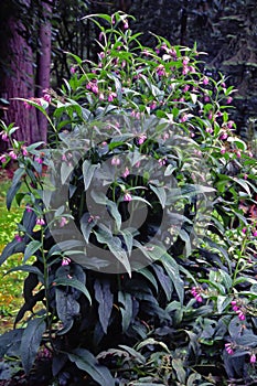 A Comfrey plant in full bloom - its uses are many