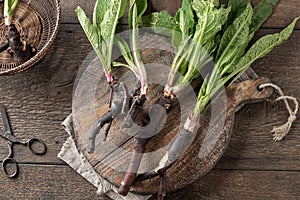 Comfrey root with young leaves