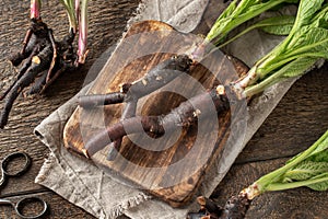Comfrey root with young leaves collected in spring