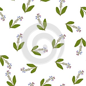 Comfrey seamless pattern