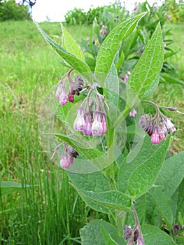 Comfrey, Symphytum