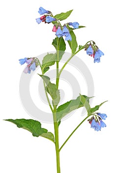 Comfrey Symphytum flower