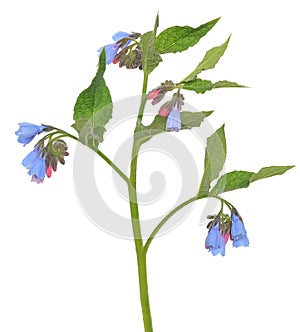 Comfrey Symphytum flower