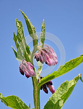 Comfrey (Symphytum officinale) photo