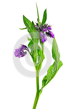 Comfrey (Symphytum officinale)