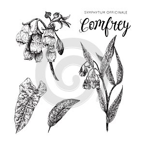 Comfrey - symphytum officinale black and white collection