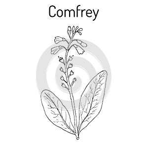 Comfrey Symphytum officinale , or boneset, knitbone, consound, slippery-root, medicinal plant.