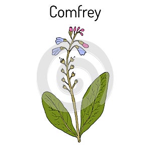 Comfrey Symphytum officinale , or boneset, knitbone, consound, slippery-root, medicinal plant