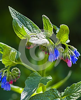 Comfrey Symphytum officinale flowers of a used in organic medicine