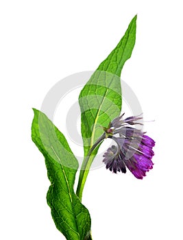 Comfrey Symphytum officinale isolated on white background.