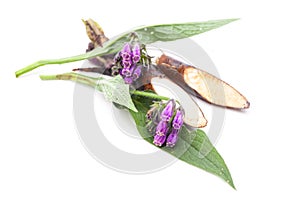 Comfrey Symphytum officinale L. flower and root